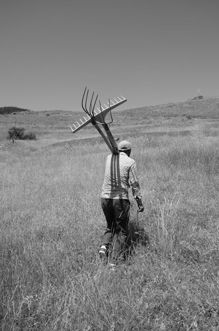 Black and white photo of a farmer walking in a rural field carrying a rake.