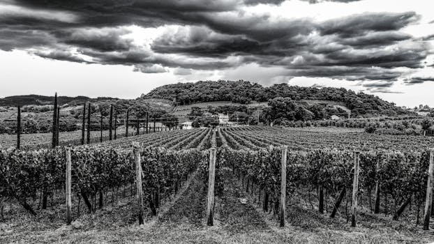 Black and white photo of a vineyard under dramatic clouds in Gramado, Brazil.